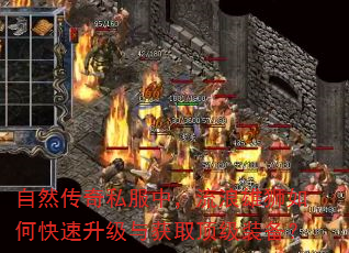 自然传奇私服中,流浪雄狮如何快速升级与获取顶级装备? 自然传奇私服中,流浪雄狮如何快速升级与获取顶级装备?