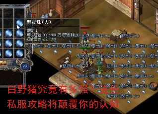 白野猪究竟有多强?这份私服攻略将颠覆你的认知 白野猪究竟有多强?这份私服攻略将颠覆你的认知